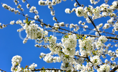 Kirschblütenzweig auf blauem Himmel im Frühling Banner