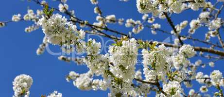 Kirschblütenzweig auf blauem Himmel im Frühling Banner
