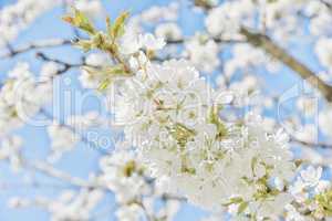 Kirschblütenzweig auf blauem Himmel im Frühling Banner