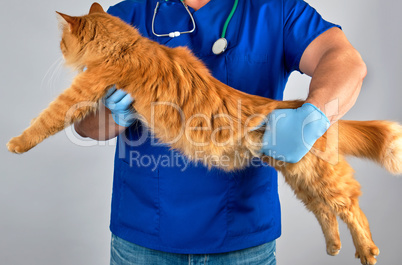 male vet in blue uniform  holding an adult ginger cat
