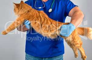 male vet in blue uniform  holding an adult ginger cat
