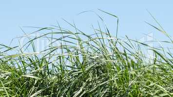 Flowering grass in detail - Allergens - Allergy