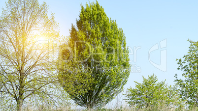 Baum im Park