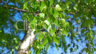 Birch at spring Day