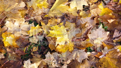yellow maple carpet at autumn yellow maple carpet at autumn