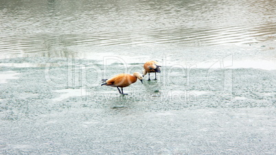 two geese on ice