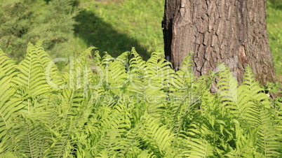 green fern at day