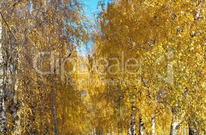 Birch Alley at Autumn