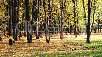 trees in autumn day