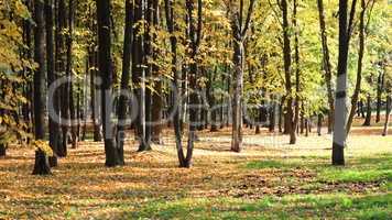 trees in autumn day