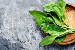 Plantain-valuable medicinal plants