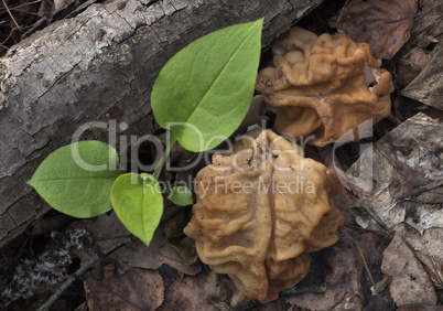 Two morels, spring mushrooms, in the forest.