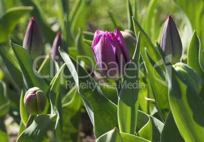 Young fresh tulips in the spring garden.