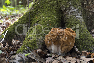 Spring mushroom morel under tree covered with moss.