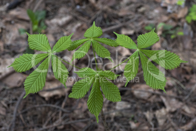 Small young tree with fresh green leaves.