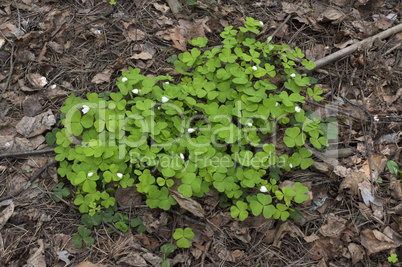 Wood Sorrel growing in the forest in spring time.