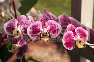 Cluster of Purple Oncidium Orchid in a Naples