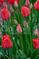 field of red tulips with green stems