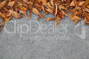 Leaves on street, Fall is coming, with empty space for text