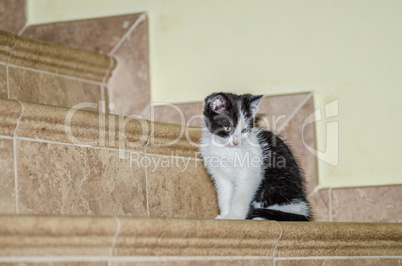 schwarz weisse katze auf stiege