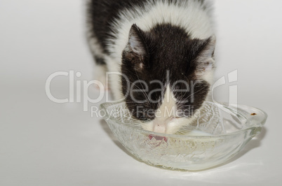 schwarz weisse katze trinkt