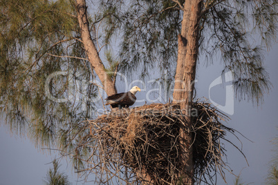Mom Bald eagle Haliaeetus leucocephalus feeds the eaglets