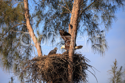 Mom Bald eagle Haliaeetus leucocephalus feeds the eaglets