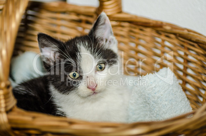 kleine katze in korb