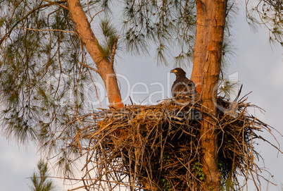 Juvenile Baby bald eaglet Haliaeetus leucocephalus in a nest