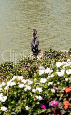 Anhinga bird, also known as Anhinga anhinga and the snakebird or