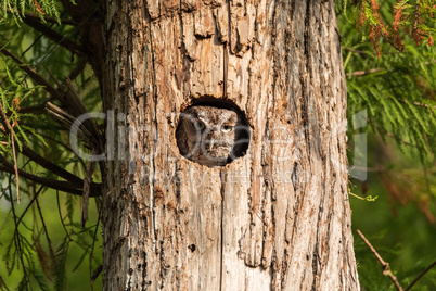Perched inside a pine tree, an Eastern screech owl Megascops asi