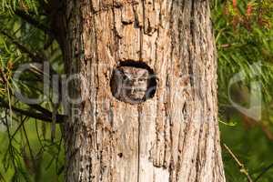Perched inside a pine tree, an Eastern screech owl Megascops asi