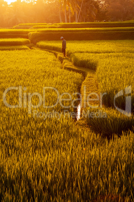 Paddy rice fields