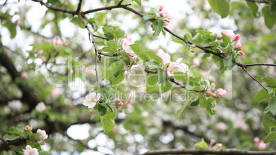 Apple Flower at Spring