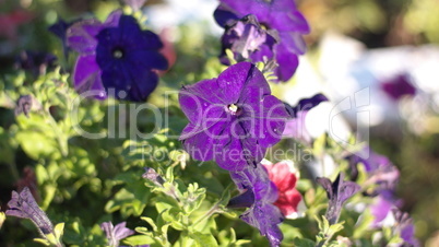 blue flower Campanula ad dry sunny day