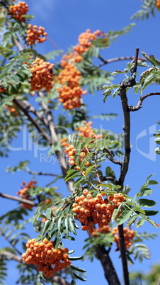 ashberry with leafs on sky background, september