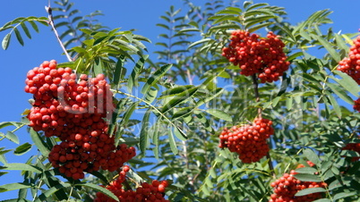 ashberry at dry sunny day