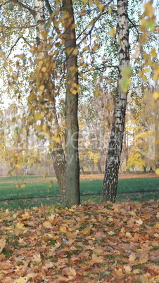 birch at autumn day