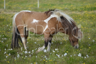 Islandpony