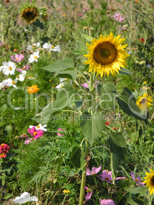 Sommerblumenbeet