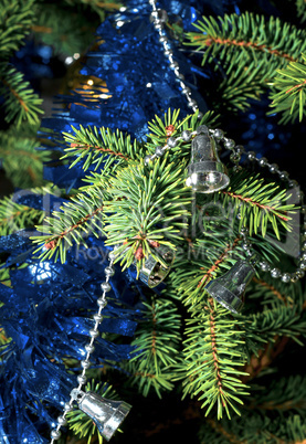 Branch spruce close up