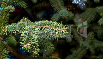 Branch spruce close-up