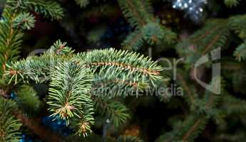 Branch spruce close-up