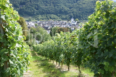 Winningen an der Mosel