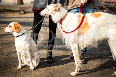 Dogs on a leash go for a walk