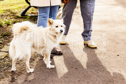 Little dog on a leash go for a walk