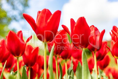 Red tulips in the field