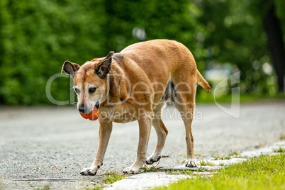 Big dog retrieves an object