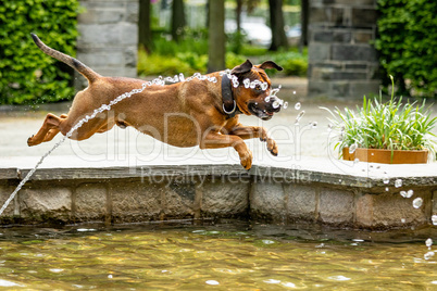 Big dog is having fun at the water