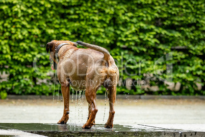 Big dog is having fun at the water